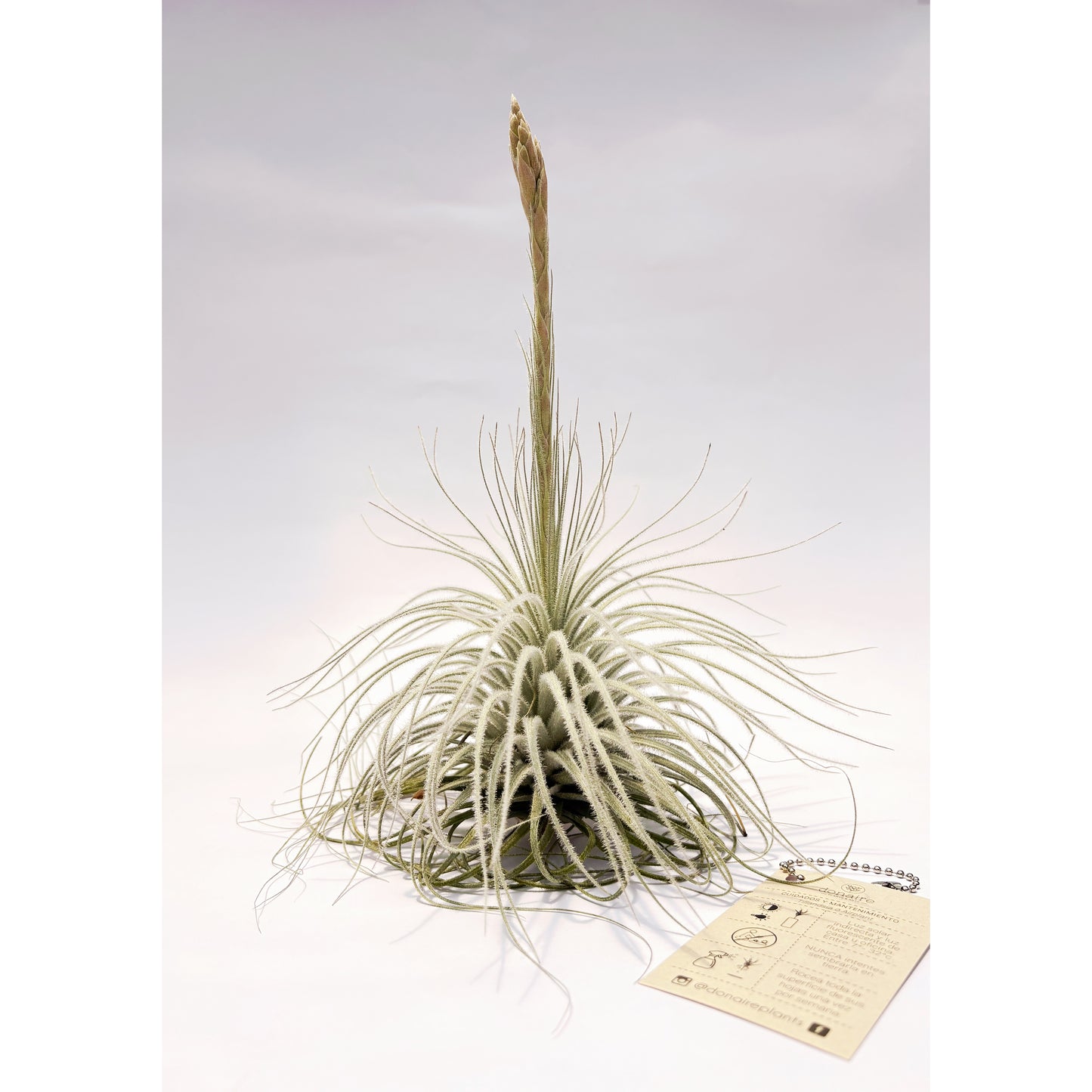 Tillandsia tectorum