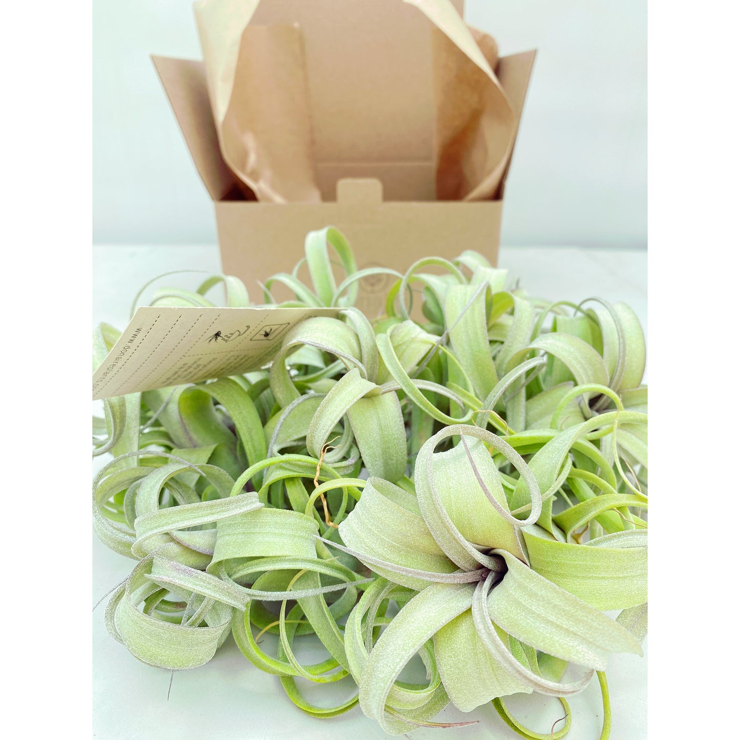 Tillandsia curly slim