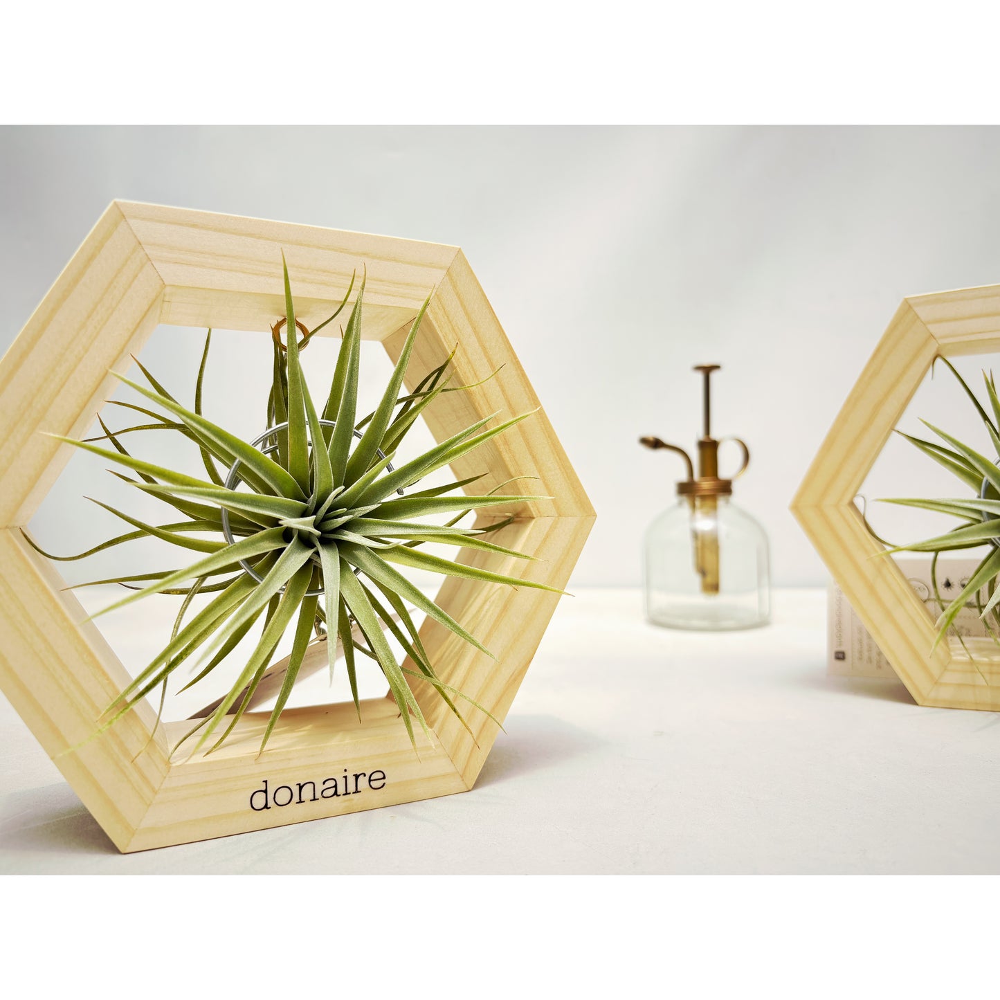 T.plagiotropica + Hexágono Pequeño