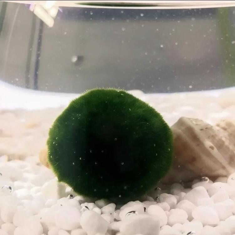 Marimo "Moss Ball" Gigante