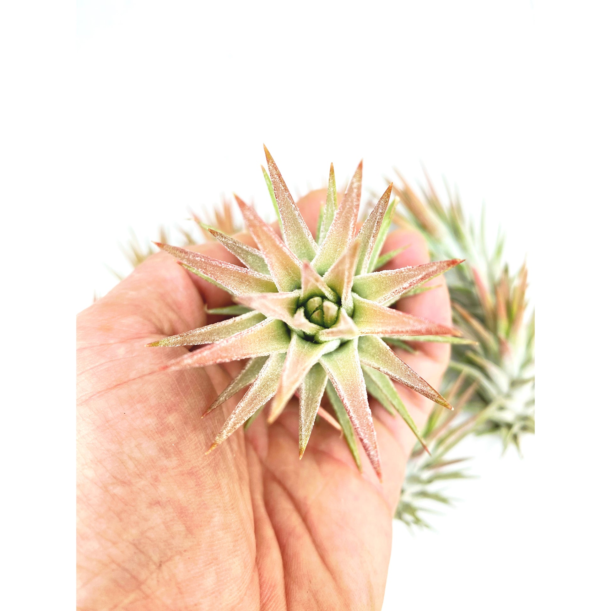 PLNTS - Baby Tillandsia Ionantha (Luchtplantje) - Kamerplant - Stekplantje 2 cm - Hoogte 5 cm PLNTS - Baby Tillandsia Ionantha (Luchtplantje) - Kamerplant - Stekplantje 2 cm - Hoogte 5 cm