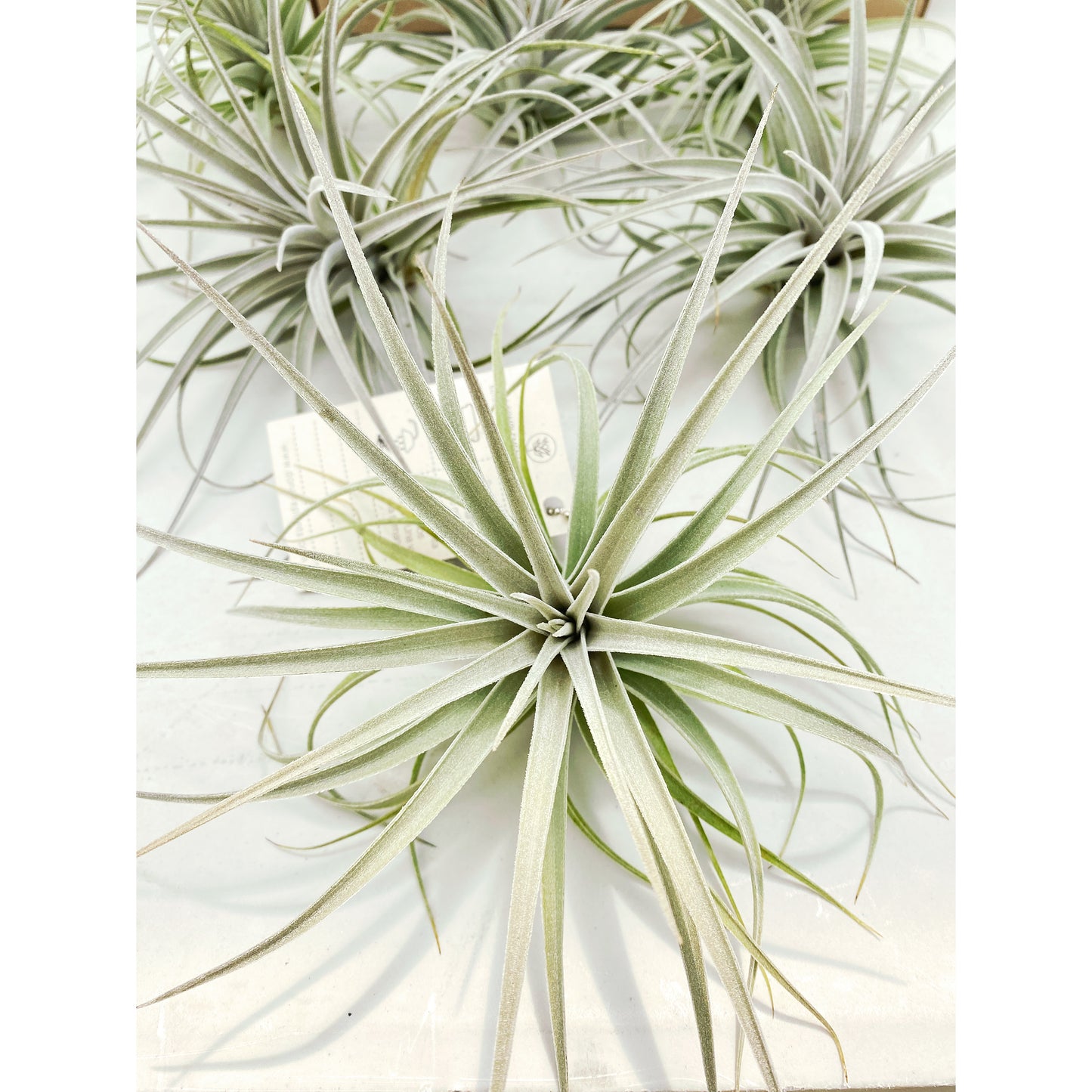 Tillandsia pohliana