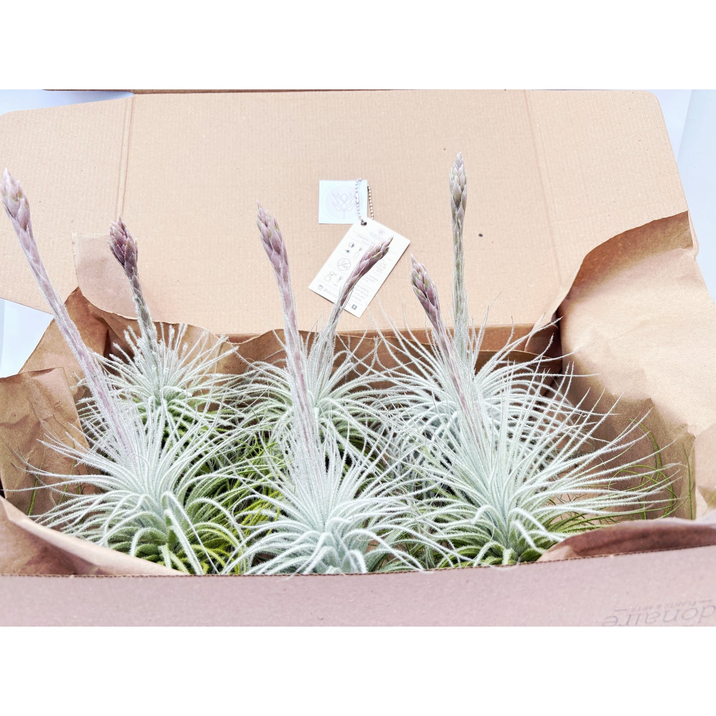 Tillandsia tectorum