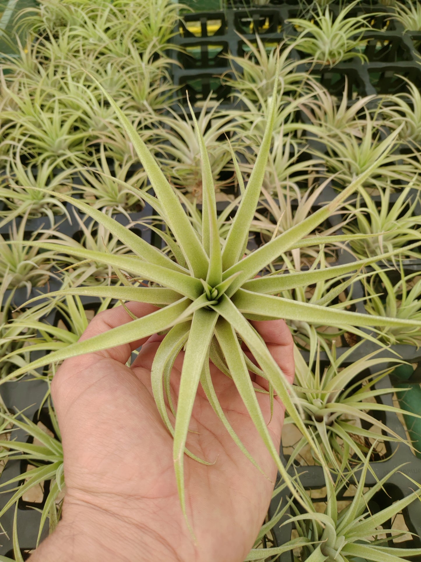 T. capitata salmón + Hexágono Pequeño