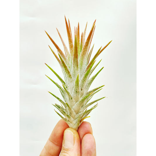 Tillandsia ionantha var. van-hyningii - DONAIRE