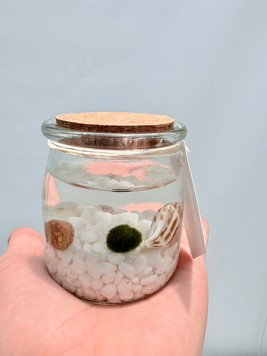 Marimo "Moss Ball" Mediano