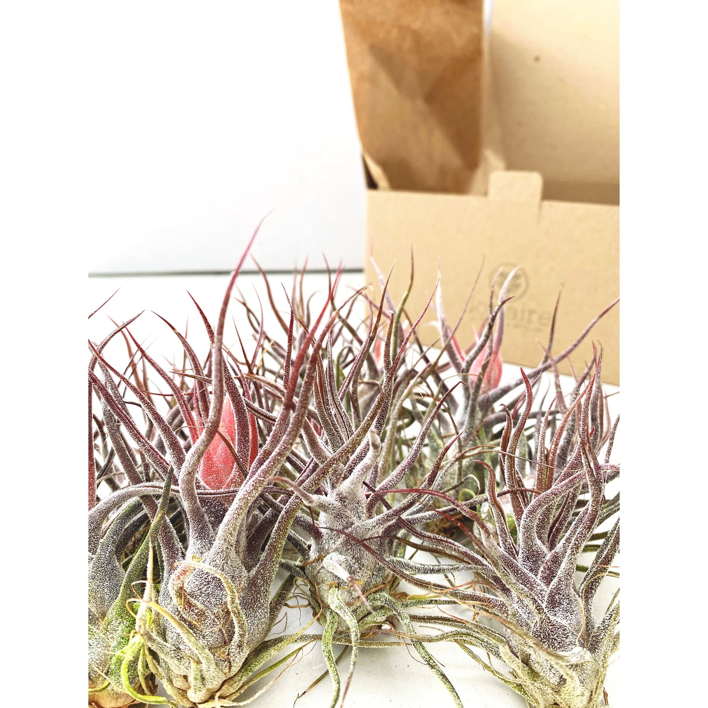 Tillandsia pruinosa Guatemala