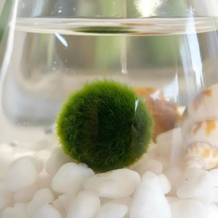 Marimo "Moss Ball" Pequeño