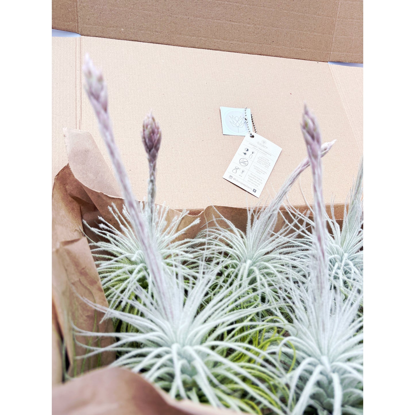 Tillandsia tectorum