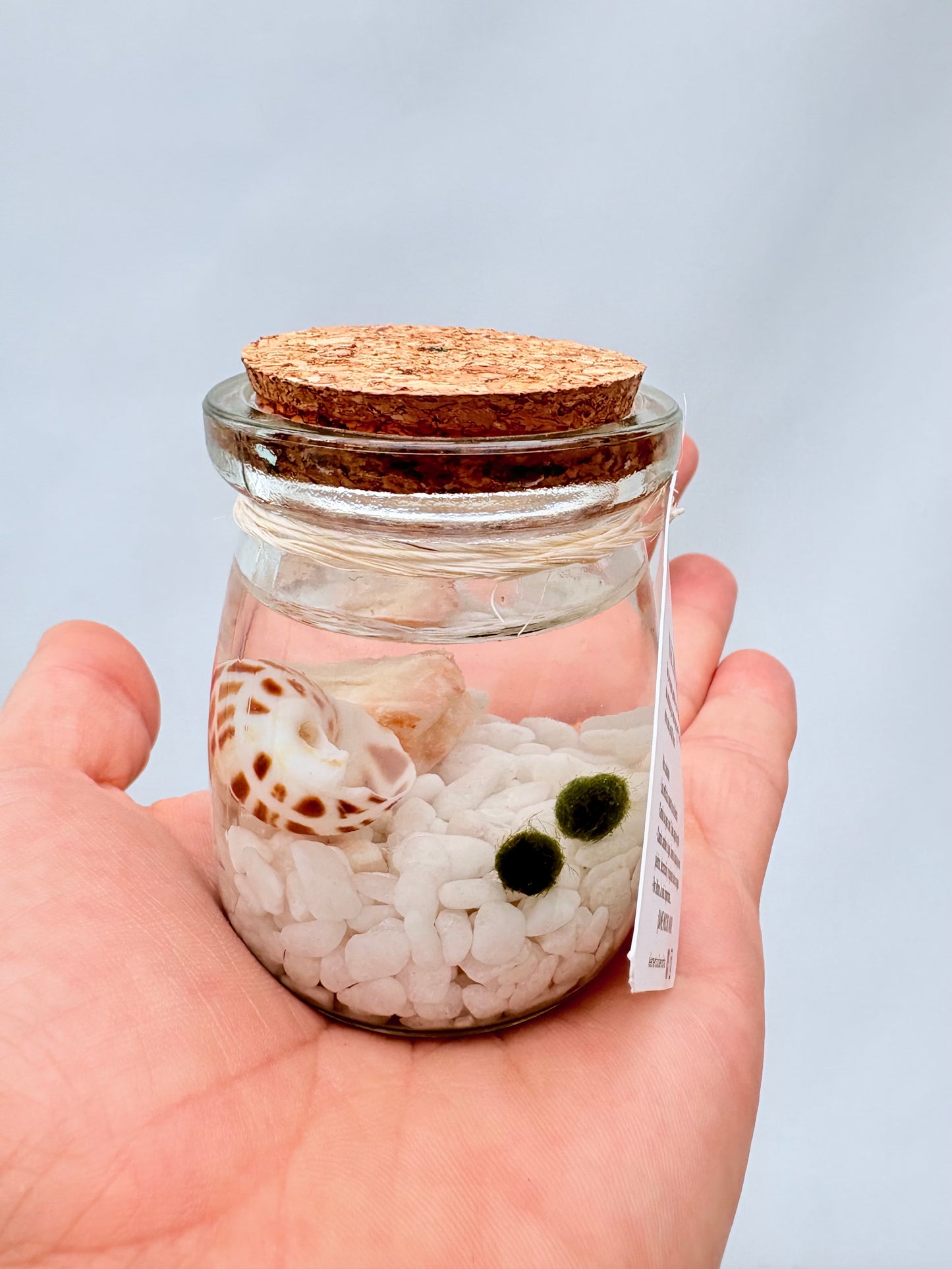 Marimo "Moss Ball" Pequeño Doble