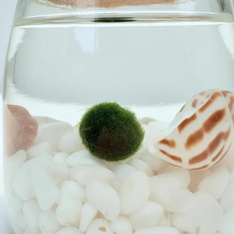 Marimo "Moss Ball" Mediano