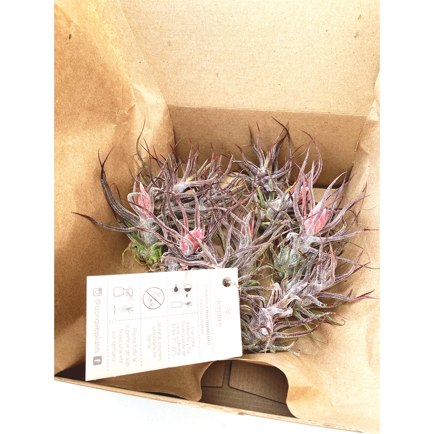 Tillandsia pruinosa Guatemala