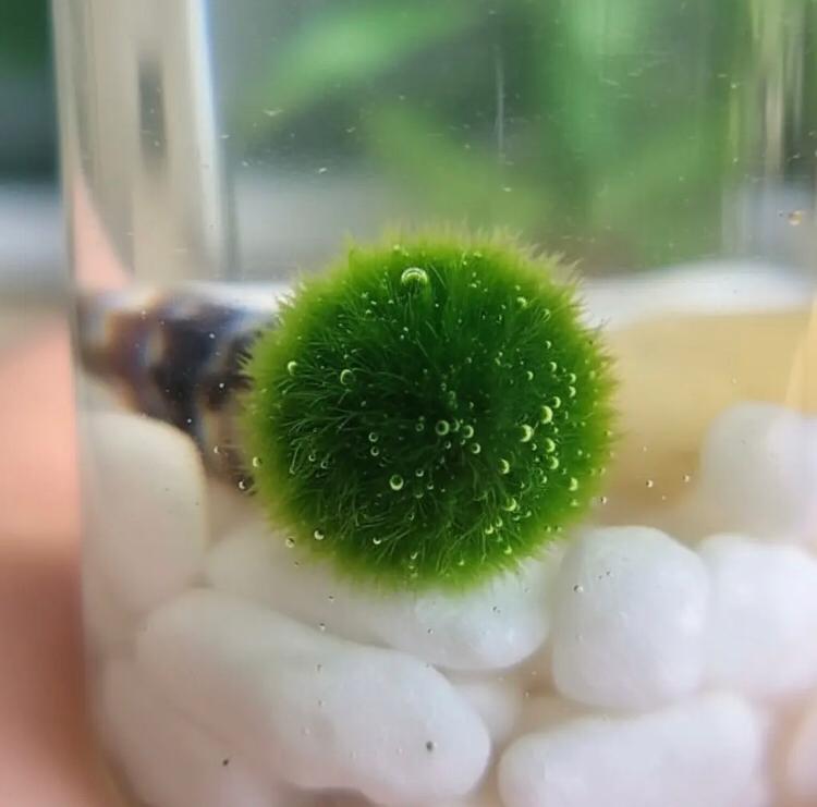 Marimo "Moss Ball" Mini