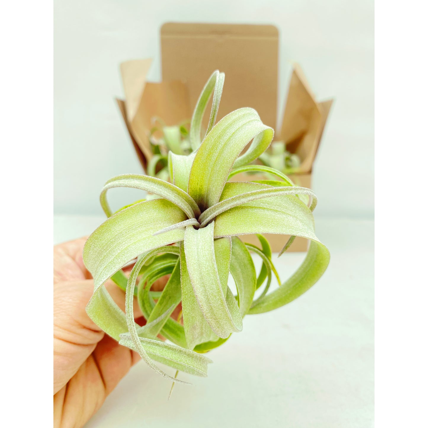 Tillandsia curly slim