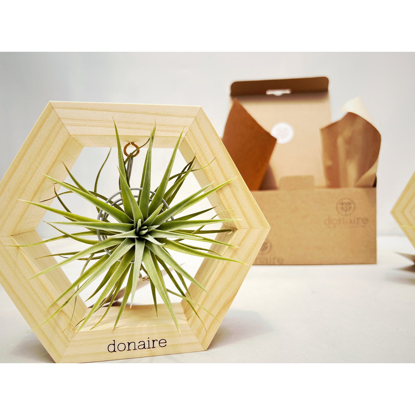 T.plagiotropica + Hexágono Pequeño