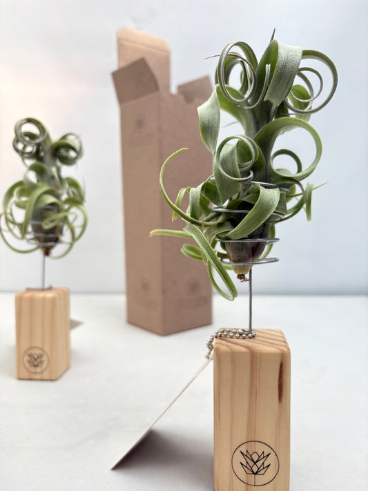 T. curly slim + Mini Pedestal