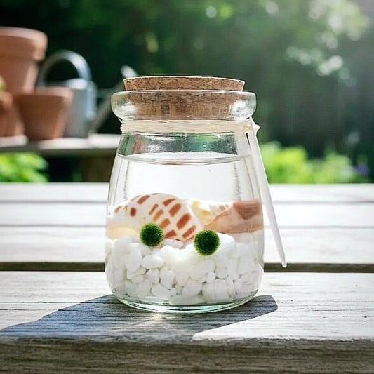 Marimo "Moss Ball" Pequeño Doble