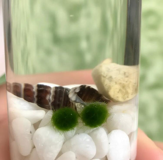 Marimo "Moss Ball" Mini Doble