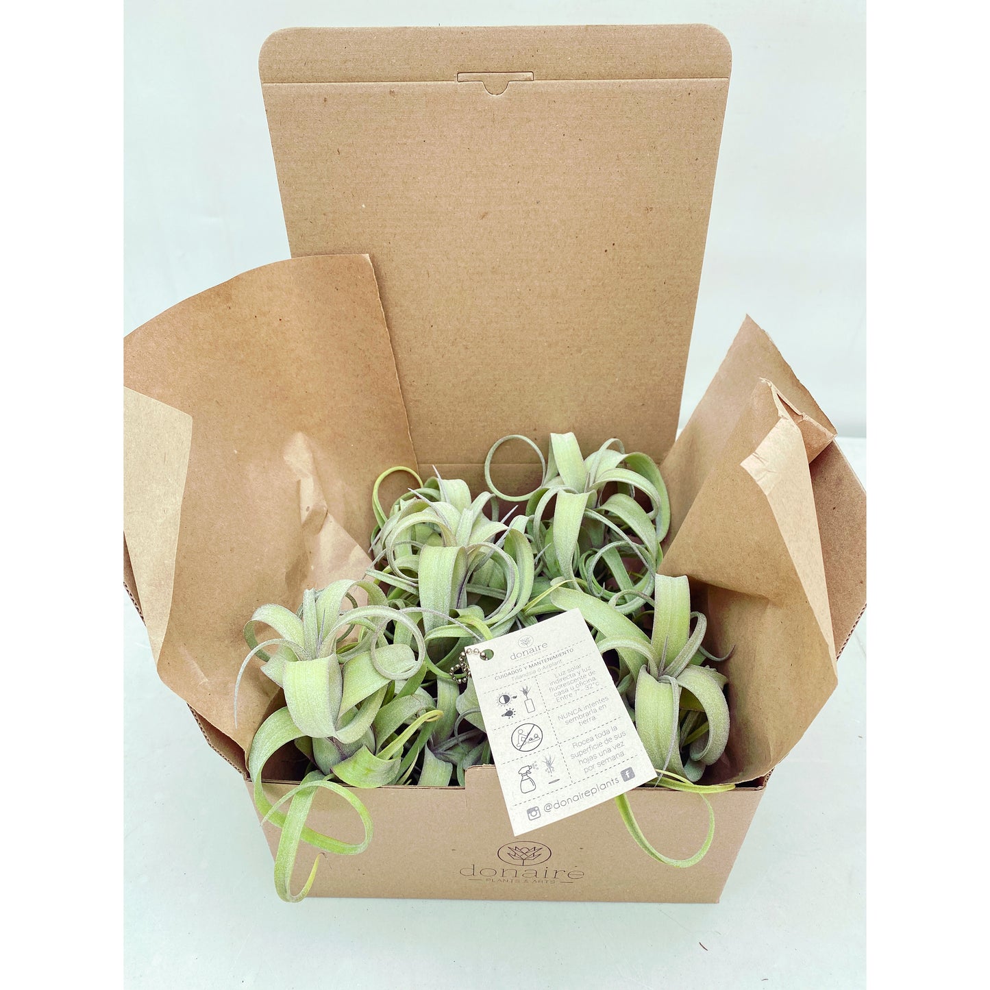 Tillandsia curly slim