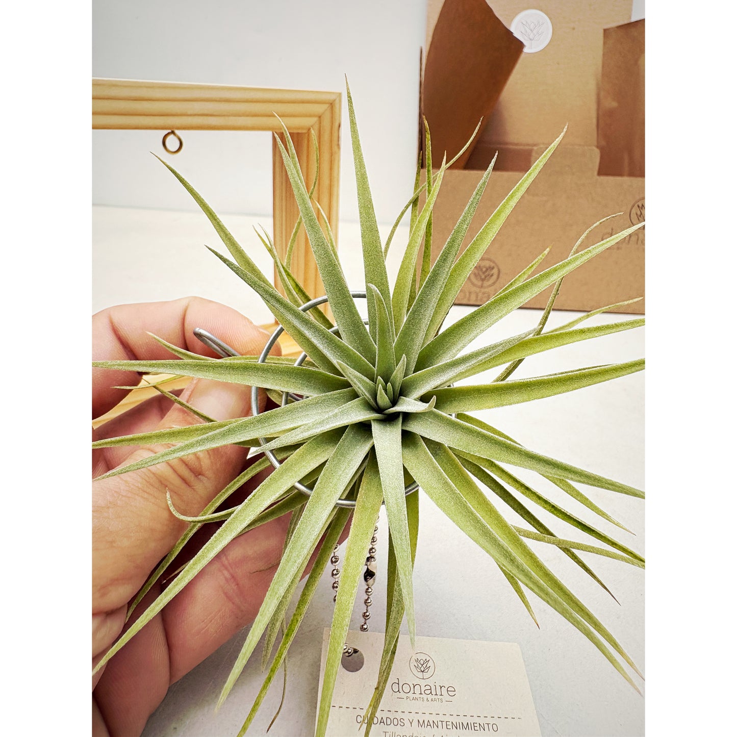 T.plagiotropica + Cuadrado Pequeño