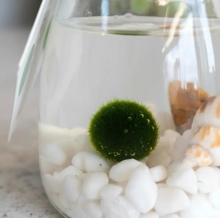 Marimo "Moss Ball" Pequeño