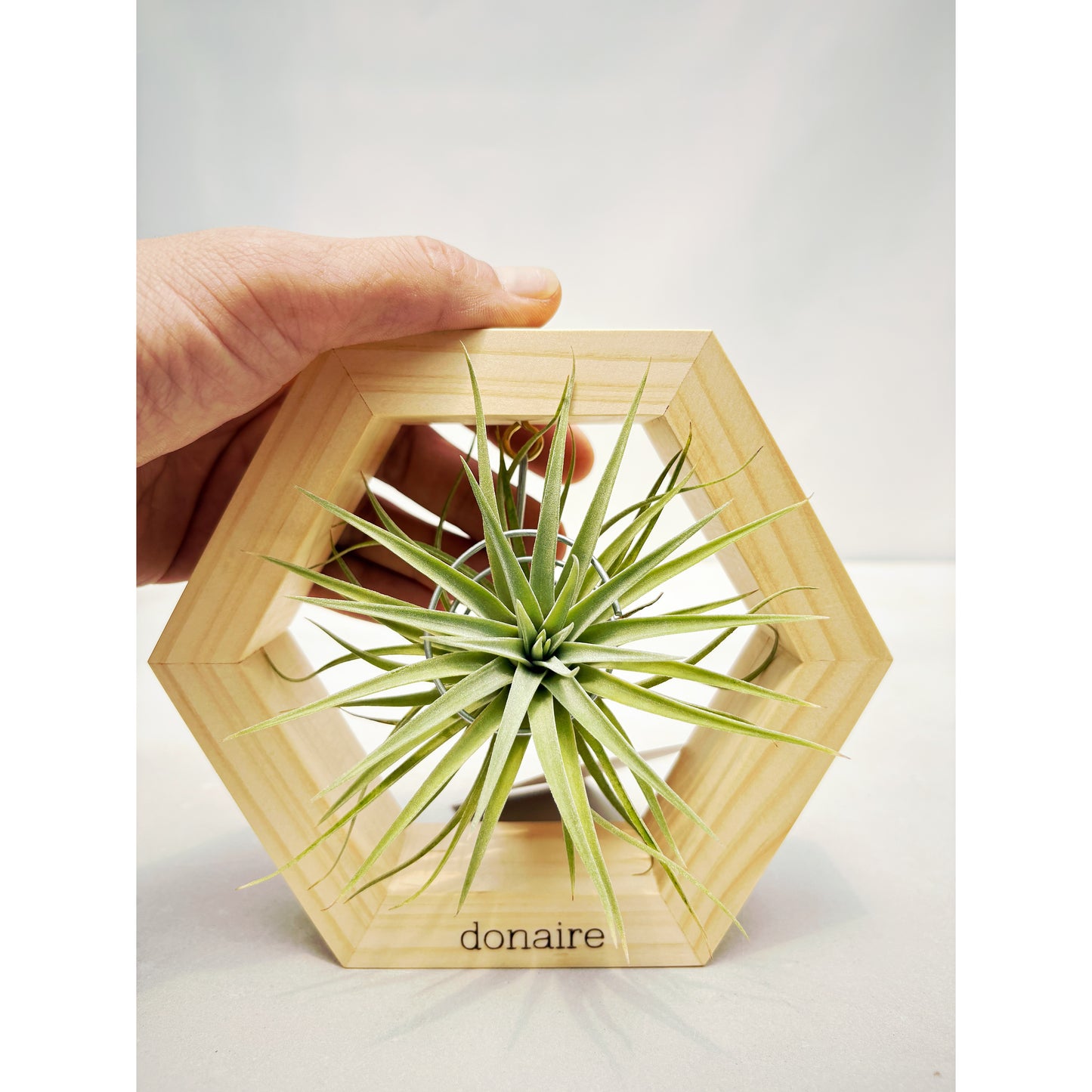 T.plagiotropica + Hexágono Pequeño