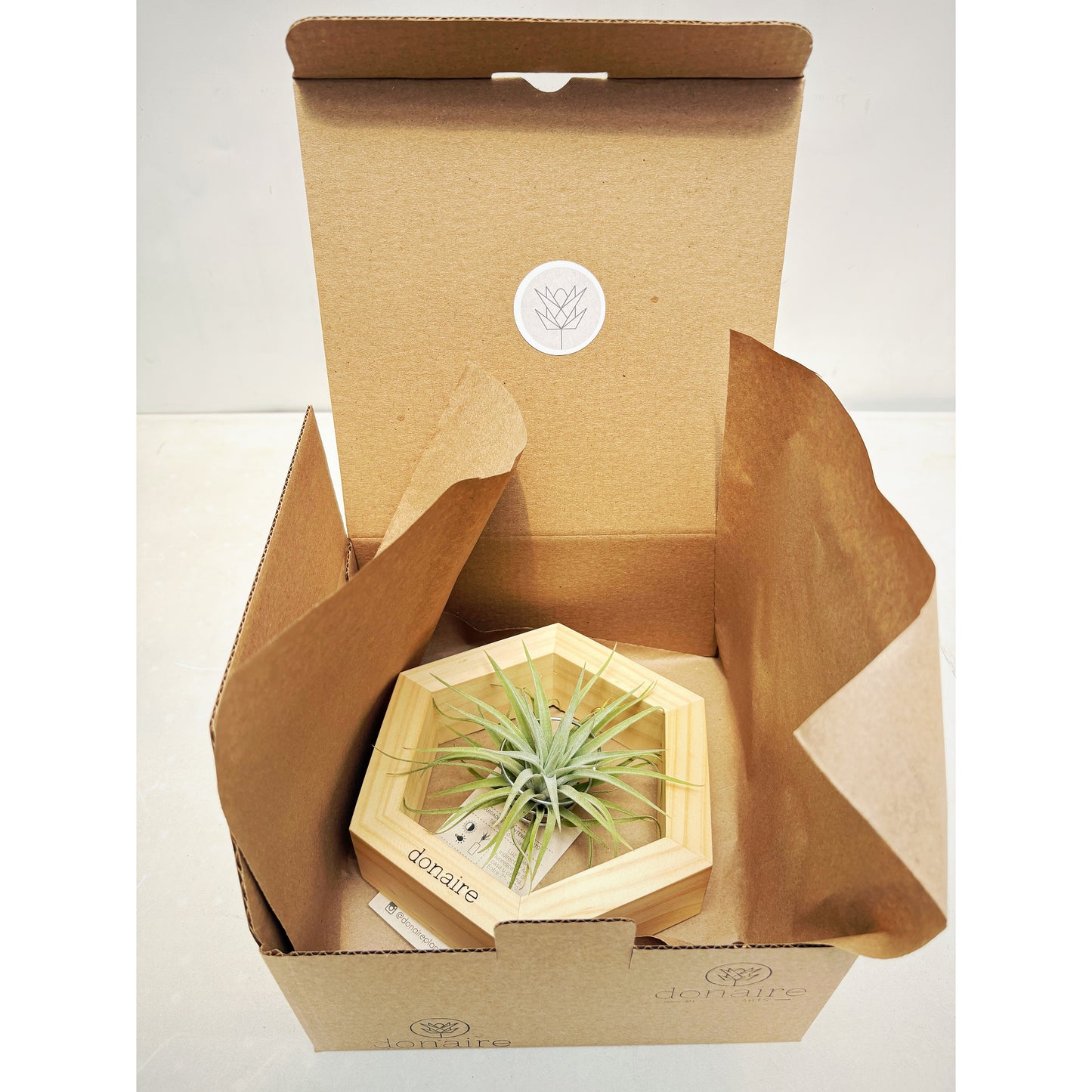 T.plagiotropica + Hexágono Pequeño
