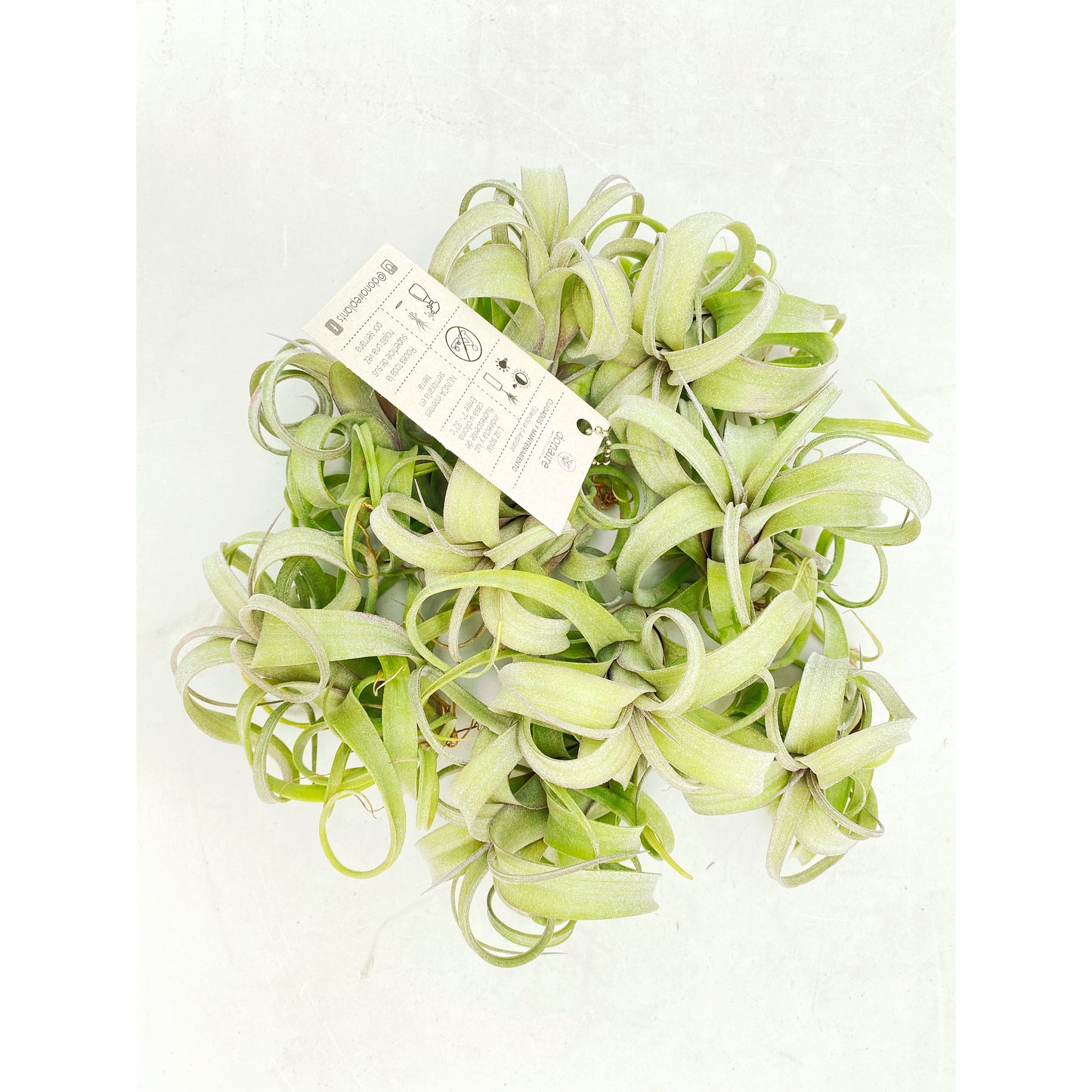 Tillandsia curly slim