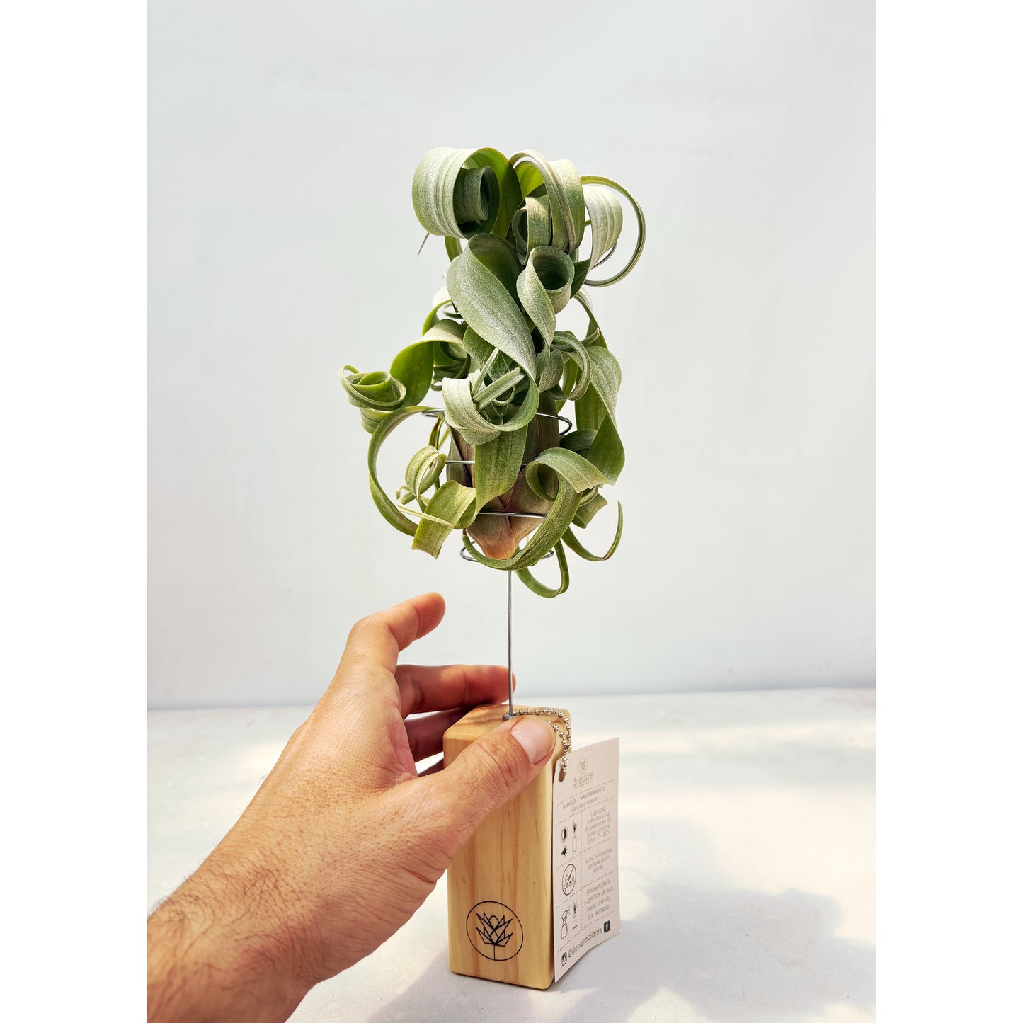 T. curly slim + Pedestal Mediano