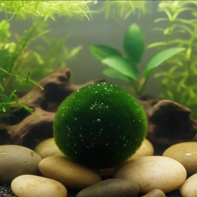 Marimo "Moss Ball" Gigante