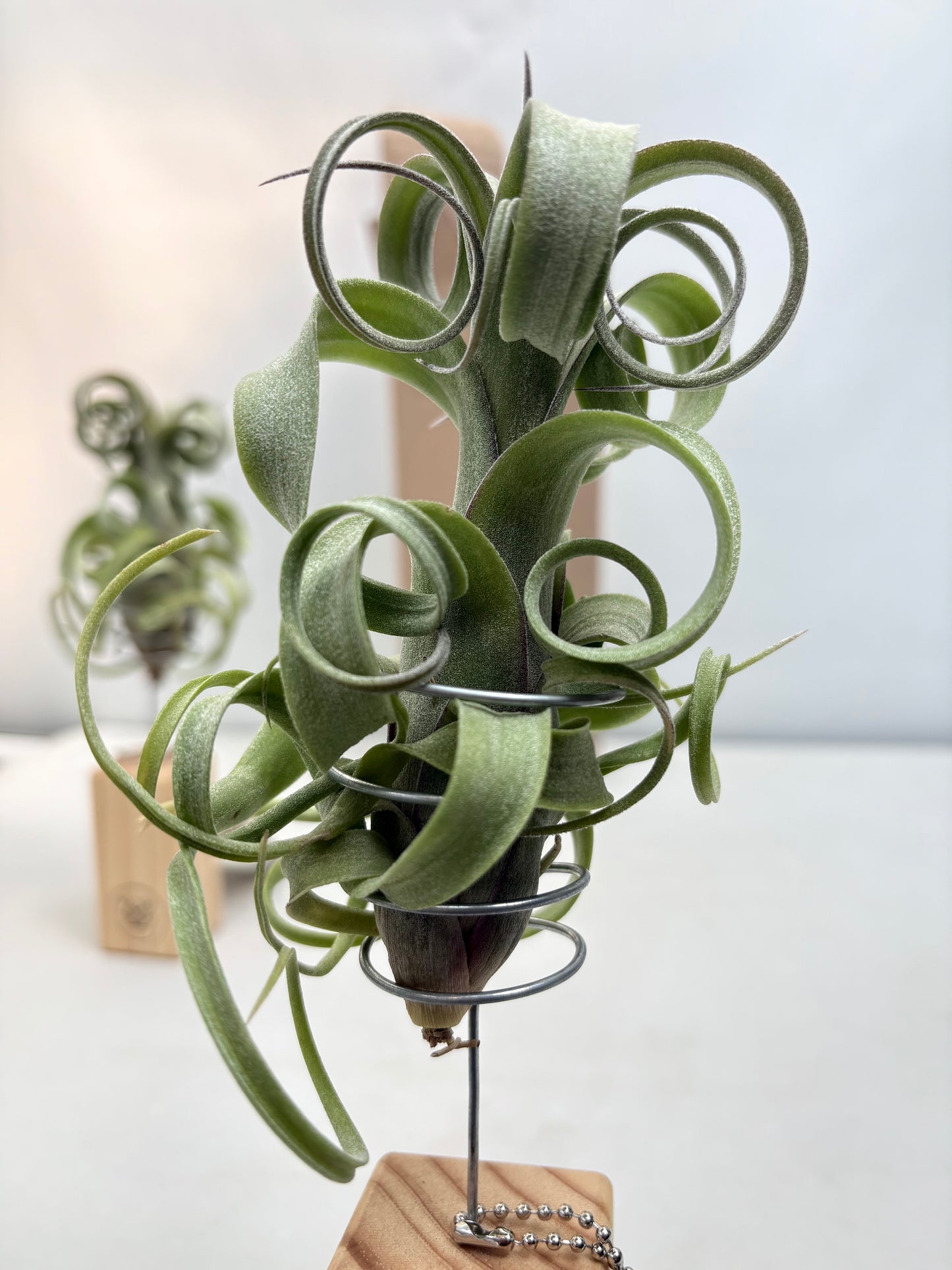 T. curly slim + Mini Pedestal