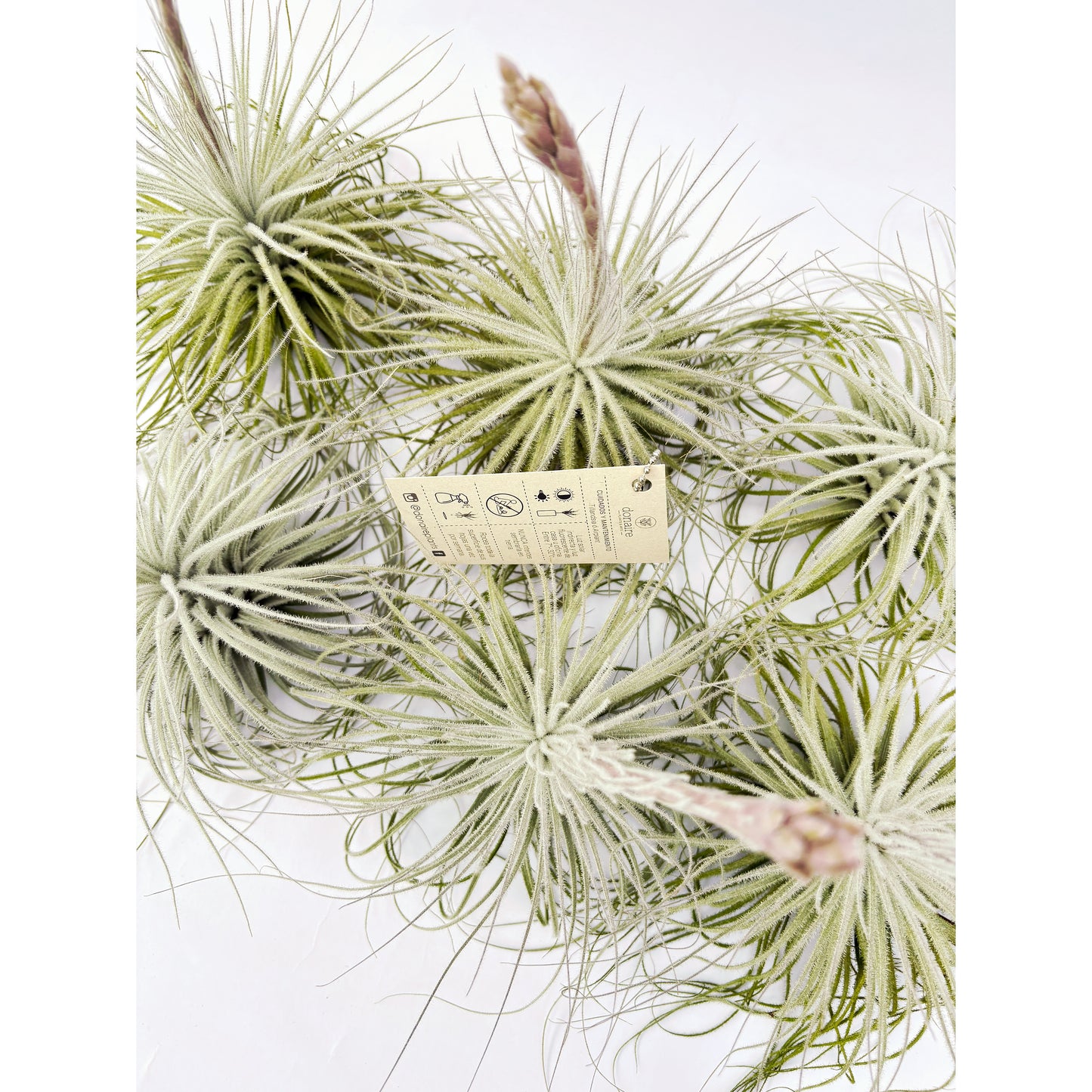 Tillandsia tectorum