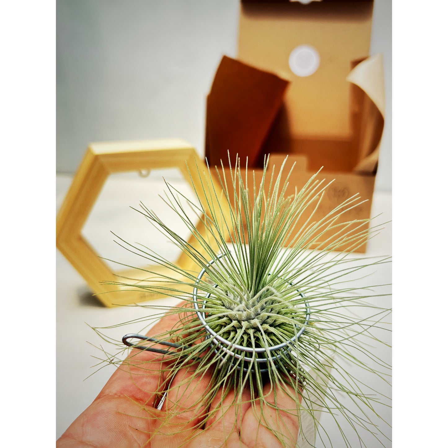 T. fuchsii + Hexágono Pequeño