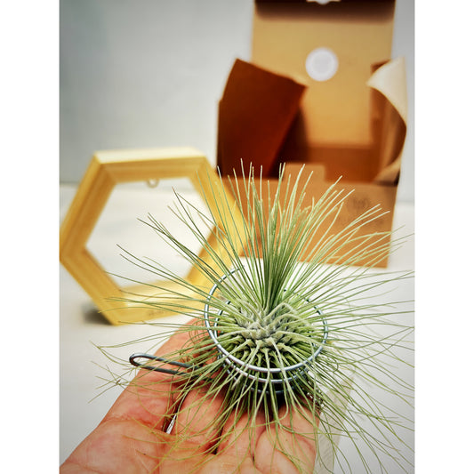 T. fuchsii + Hexágono Pequeño