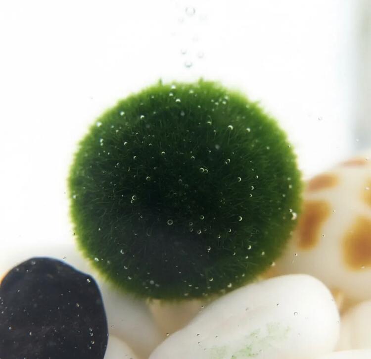 Marimo "Moss Ball" Grande