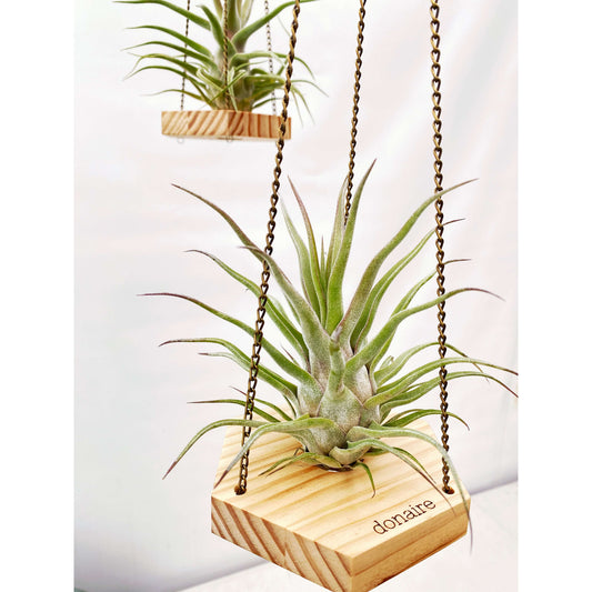 T. seleriana (Colección Especial) + Hexágono Colgante - DONAIRE