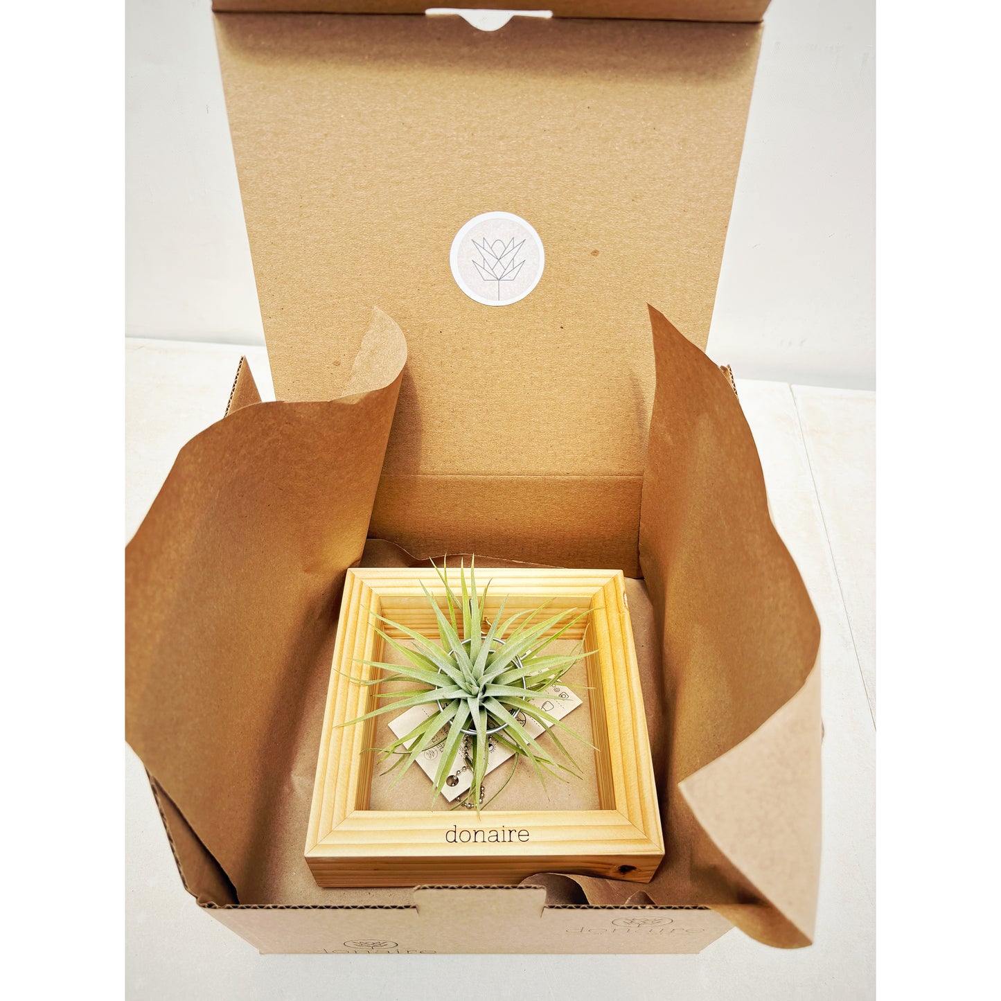 T.plagiotropica + Cuadrado Pequeño