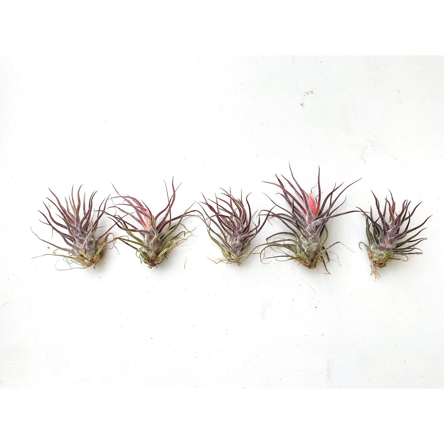 Tillandsia pruinosa Guatemala