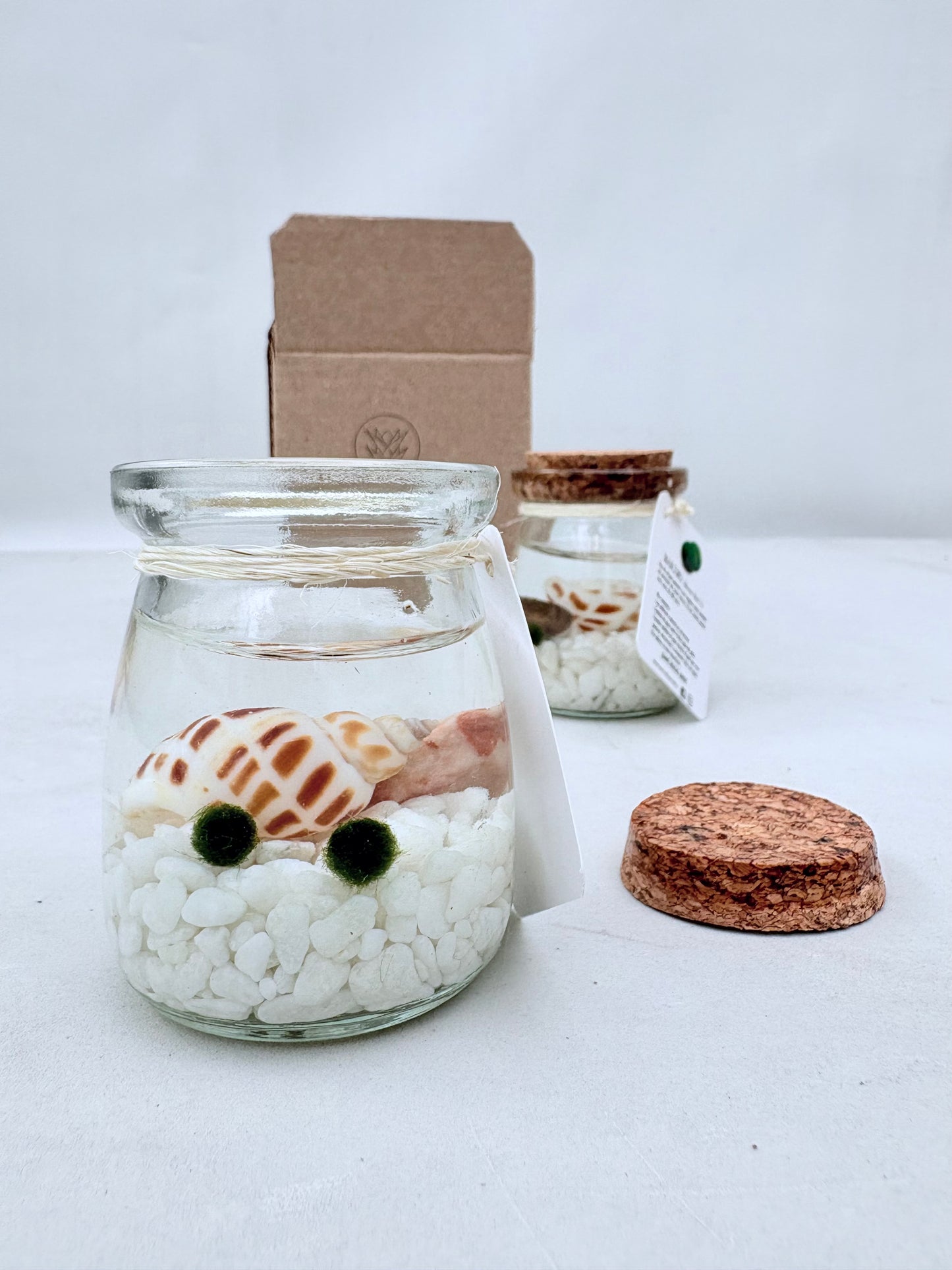 Marimo "Moss Ball" Pequeño Doble