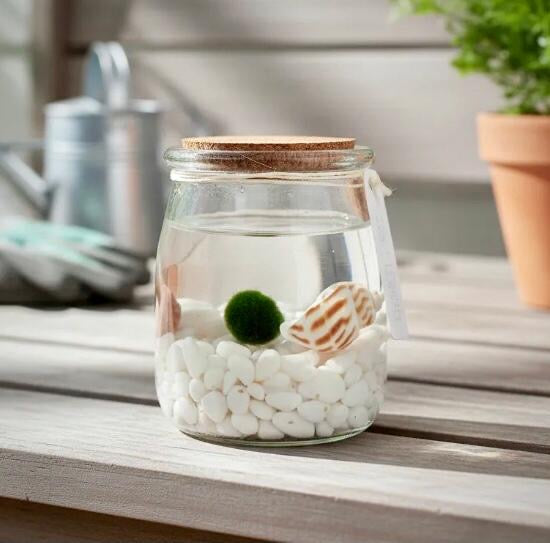 Marimo "Moss Ball" Mediano
