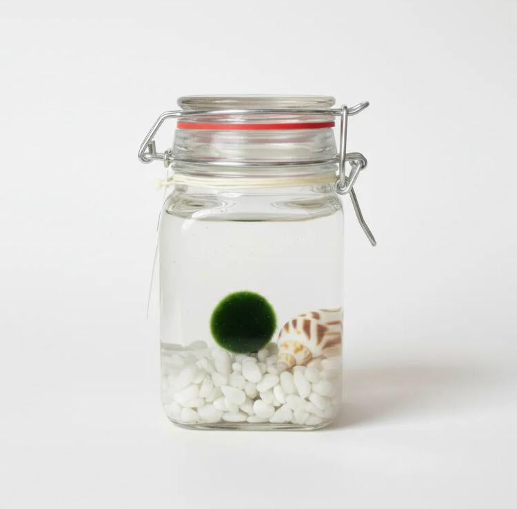 Marimo "Moss Ball" Grande
