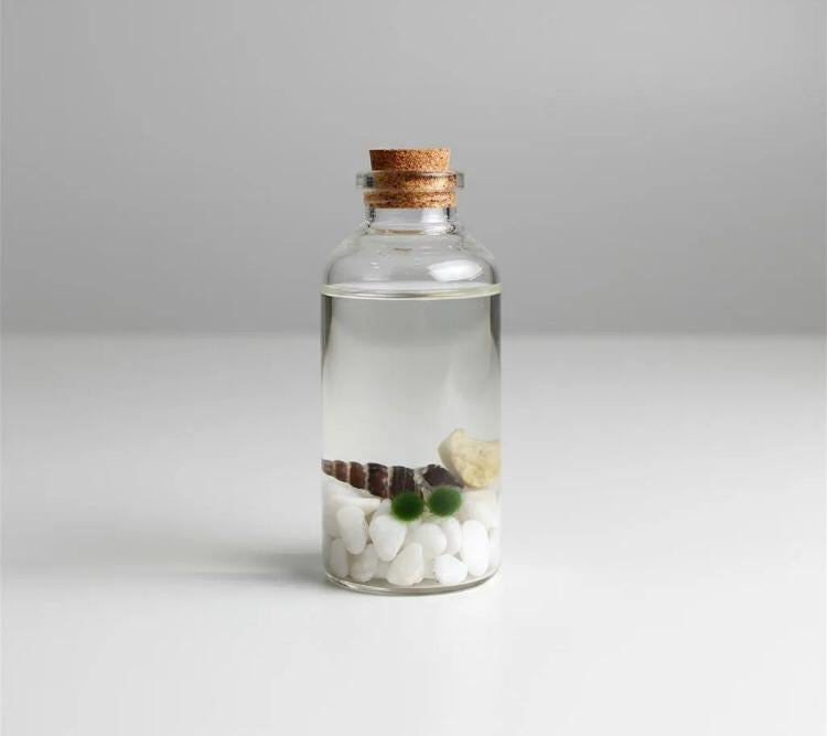 Marimo "Moss Ball" Mini Doble