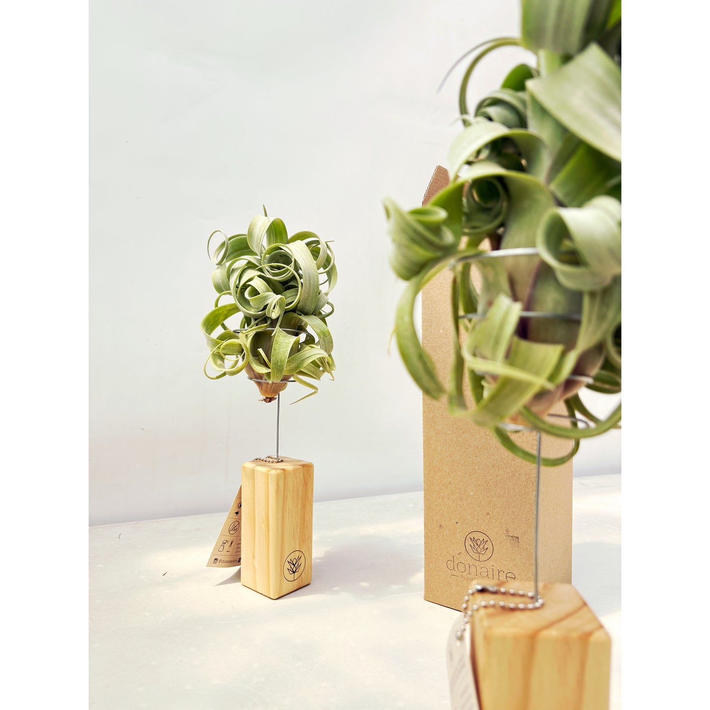 T. curly slim + Pedestal Mediano
