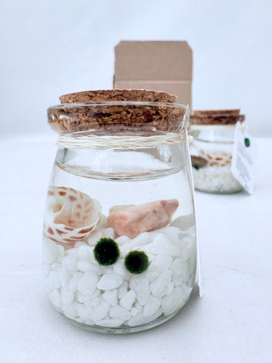 Marimo "Moss Ball" Pequeño Doble