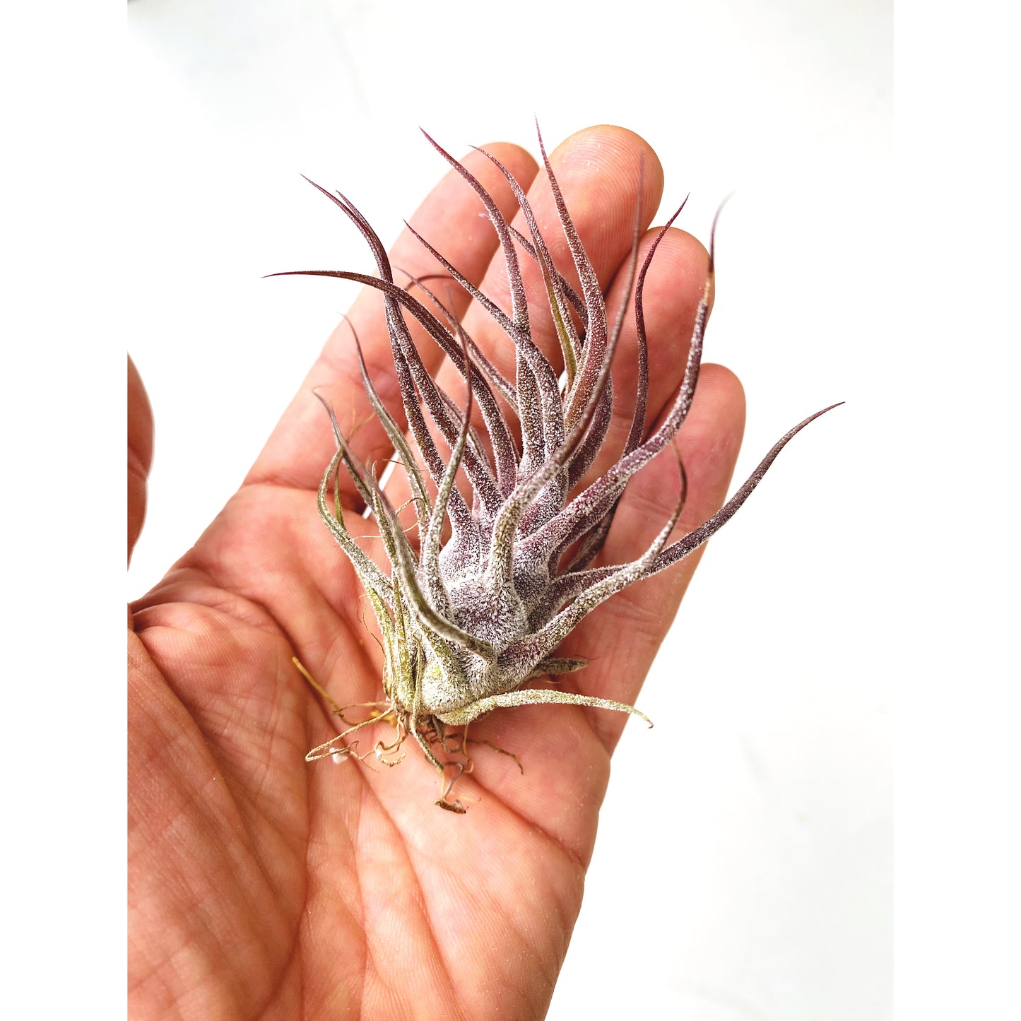 Tillandsia pruinosa Guatemala