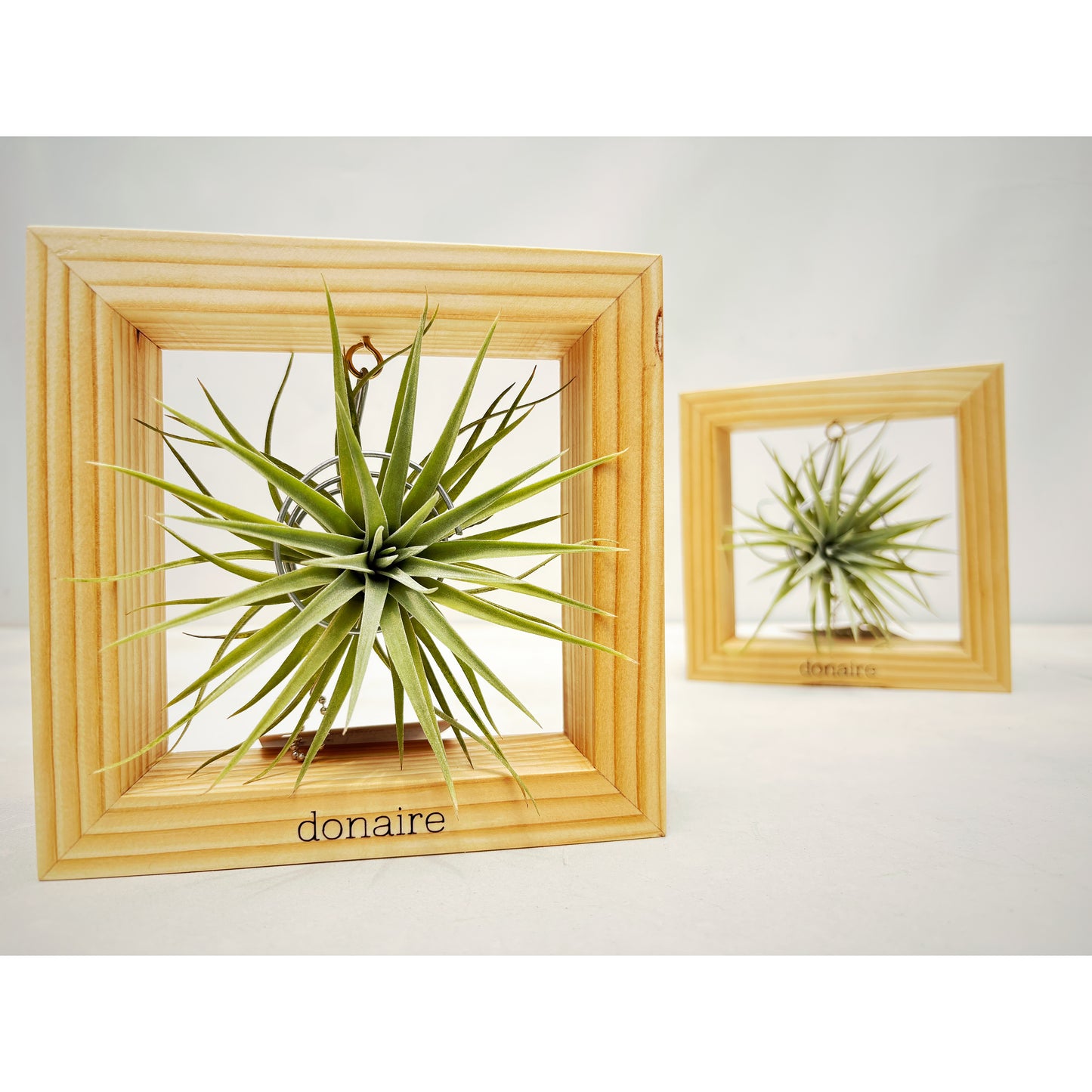 T.plagiotropica + Cuadrado Pequeño