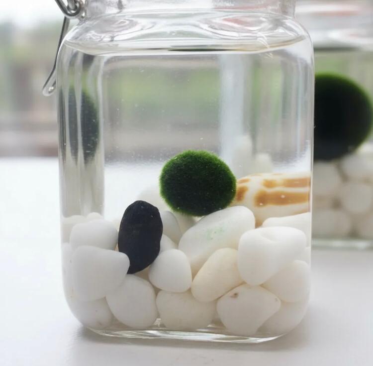 Marimo "Moss Ball" Grande