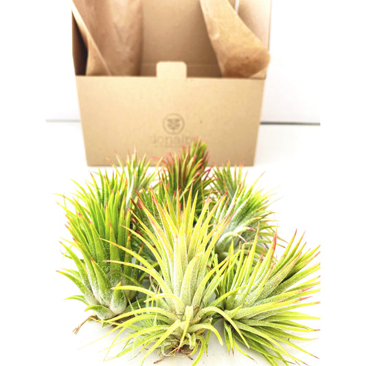 Tillandsia ionantha - DONAIRE