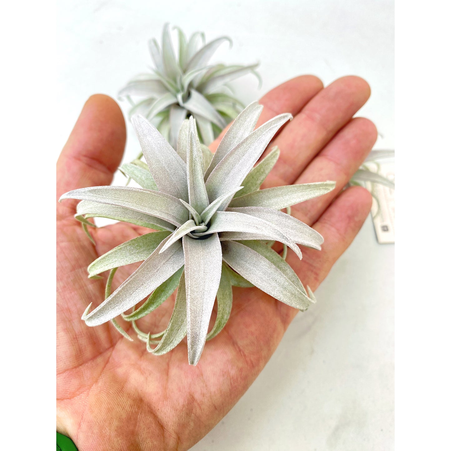 Tillandsia capitata “Yellow Star”