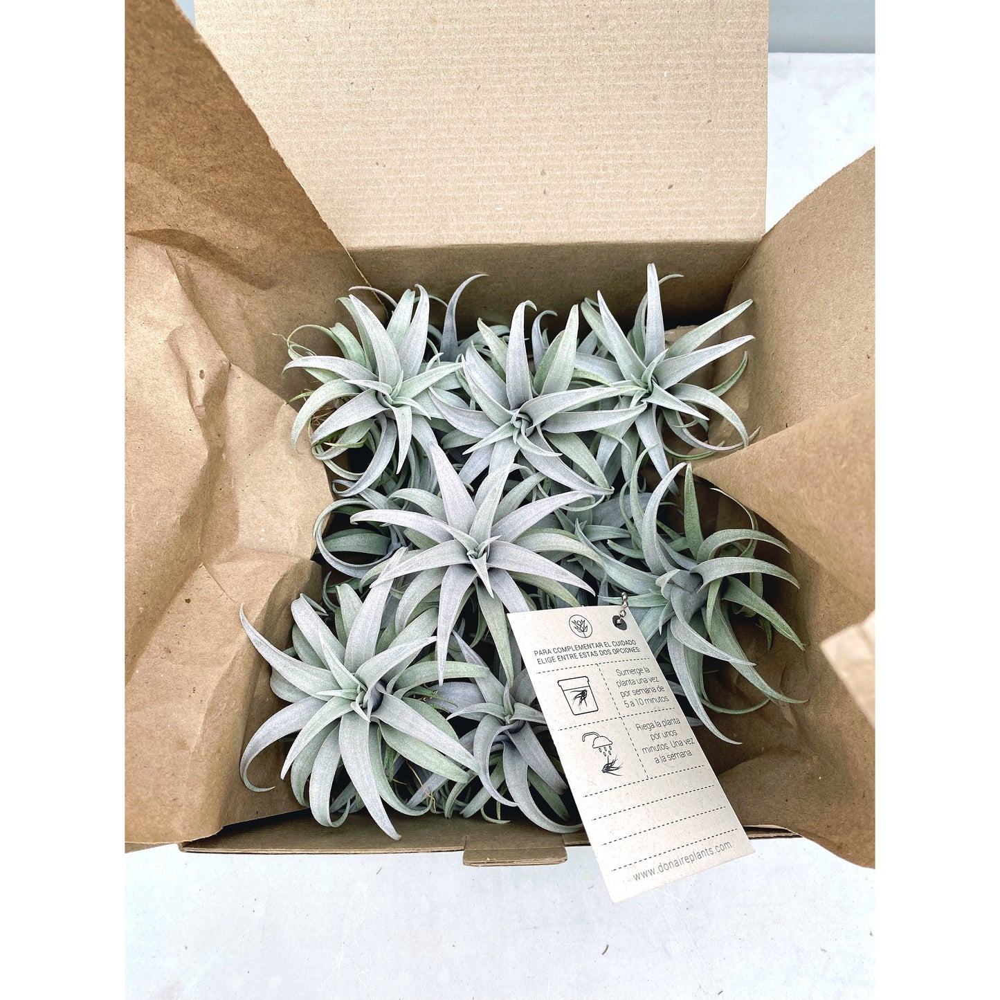 Tillandsia capitata “Yellow Star”